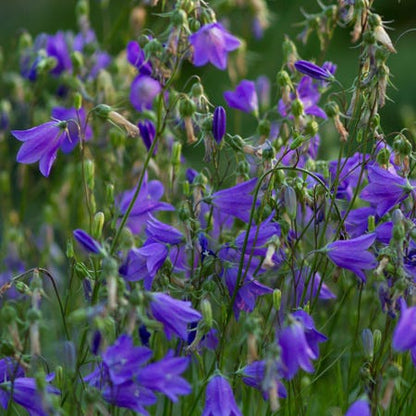 Bluebell Bellflower (Campanula)