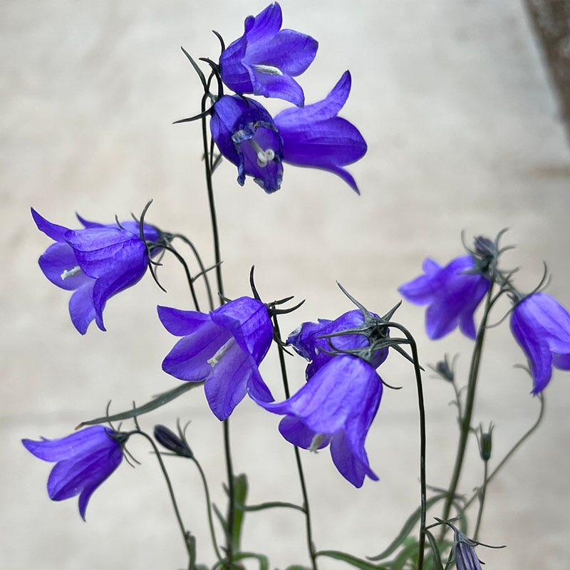 Thumbell™ Blue Bellflower (Campanula)