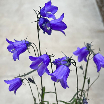 Thumbell™ Blue Bellflower (Campanula)