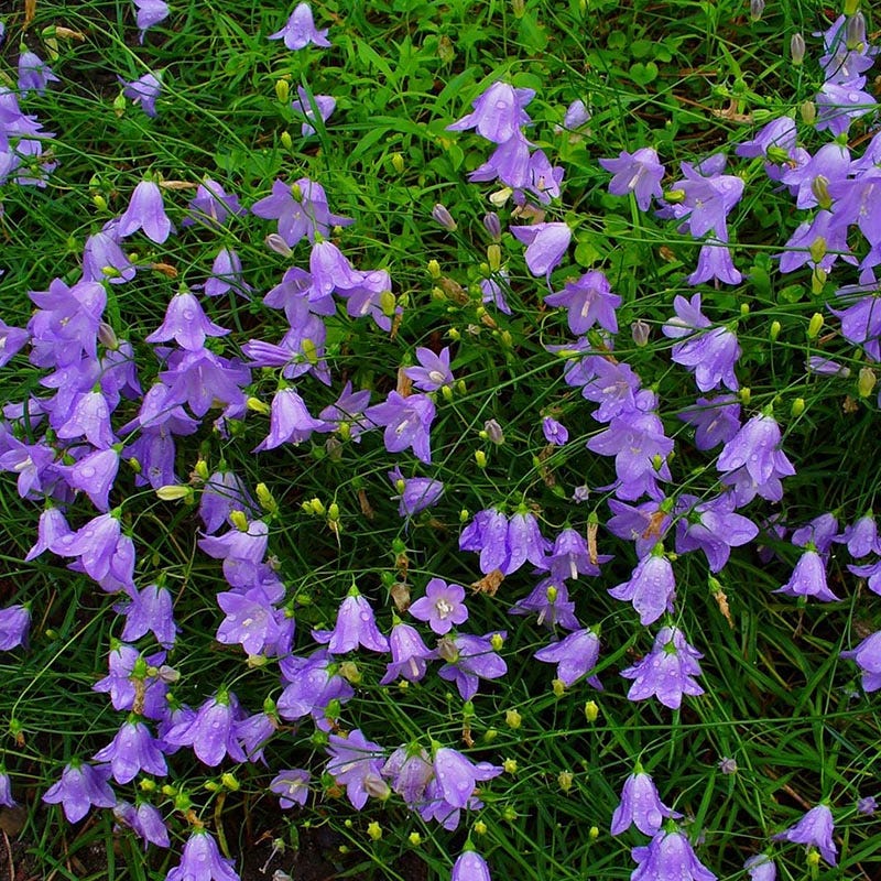 High Country Gardens Thumbell Bellflower - Thumbnail 3