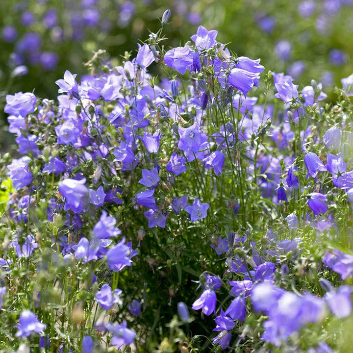 Thumbell™ Blue Bellflower (Campanula)