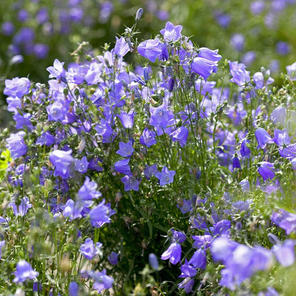 Thumbell™ Blue Bellflower (Campanula)