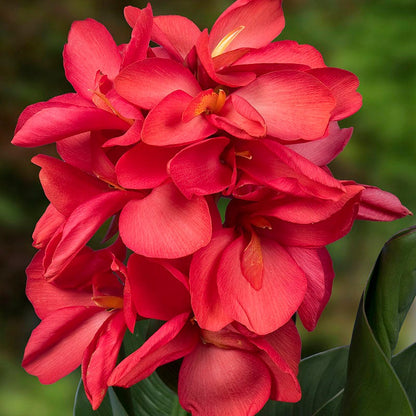 CannaSol™ Happy Isabel® Canna Lily