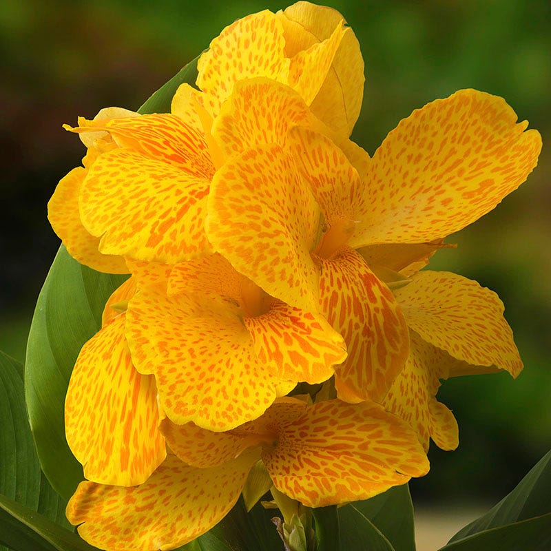 Cannasol Happy Emily Canna Lily