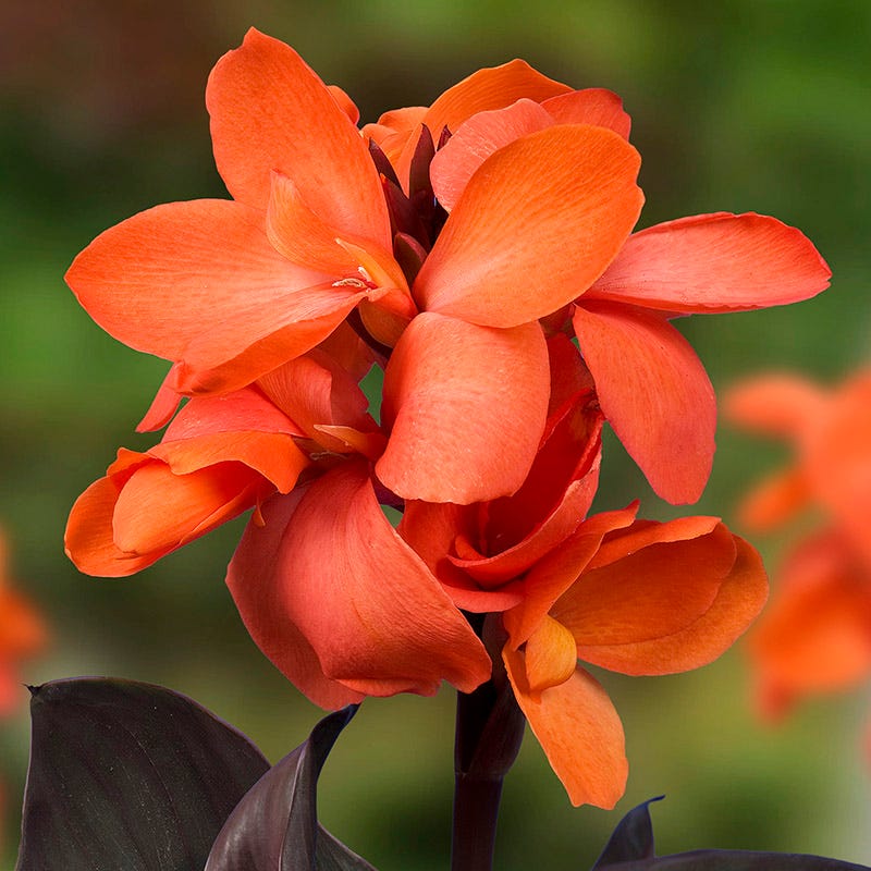 canna lily flower Cannasol Happy Wilma Canna Lily