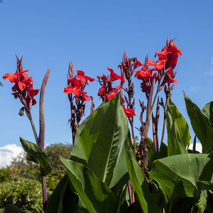 lily red flower Red Dazzler Canna Lily