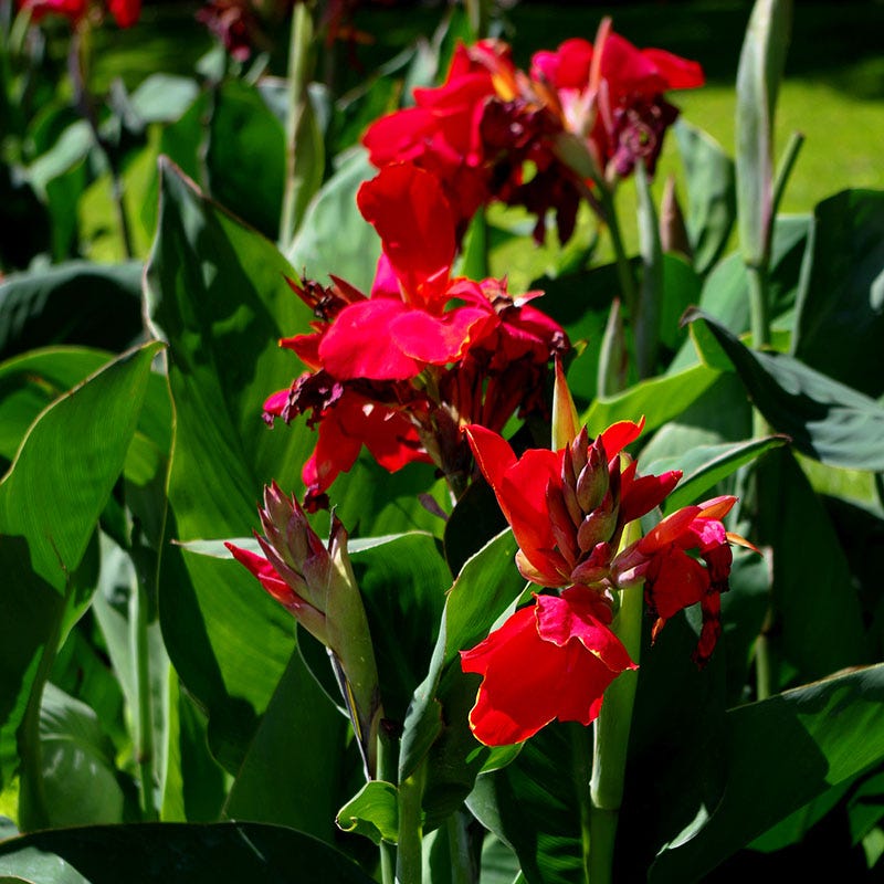 large red lily flower Red Dazzler Canna Lily