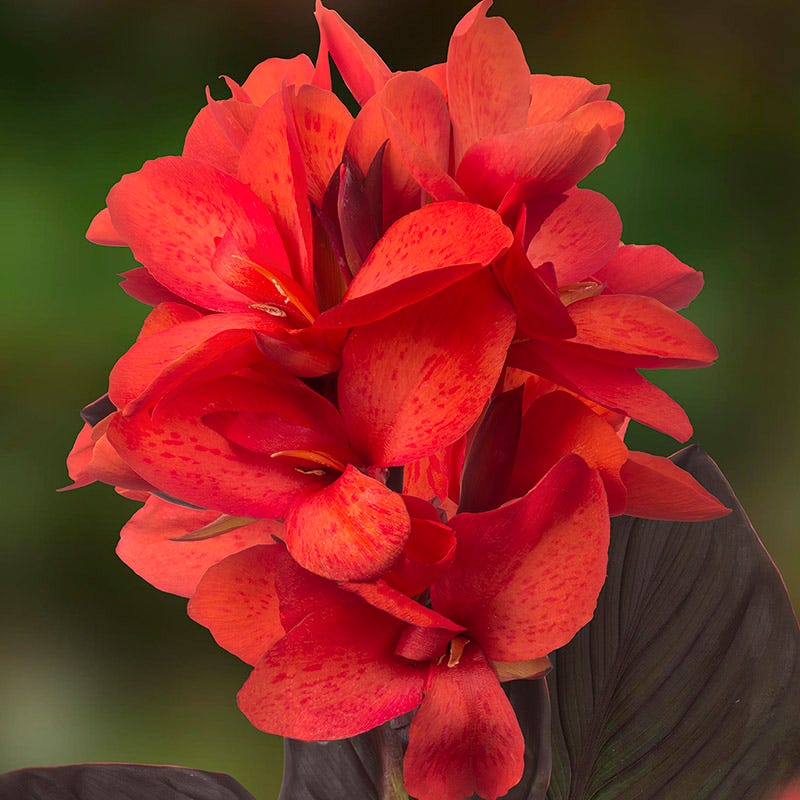 Cannasol Happy Julia Canna Lily | High Country Gardens