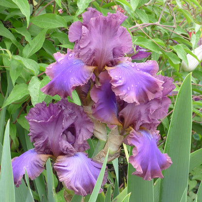 Reblooming Bearded Iris Collection