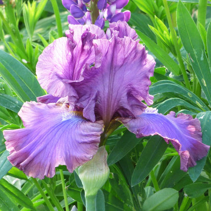 Cantina Reblooming Bearded Iris