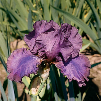 Cantina Reblooming Bearded Iris