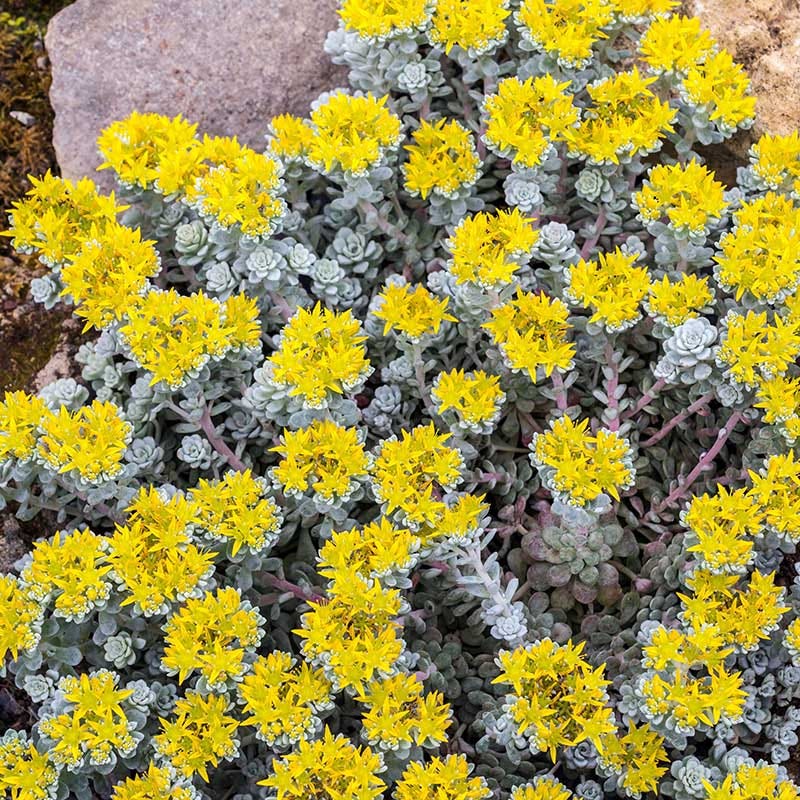 Cape Blanco Sedum - Thumbnail 2