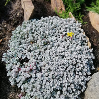 Cape Blanco Sedum