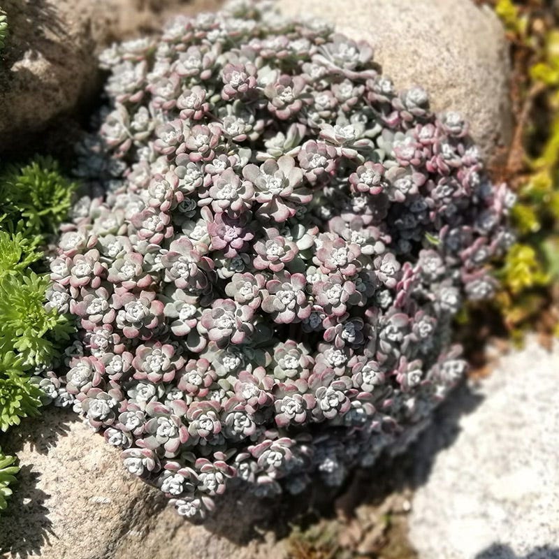 cape blanco succulent Cape Blanco Sedum, Stonecrop