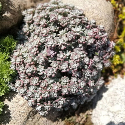 Cape Blanco Sedum