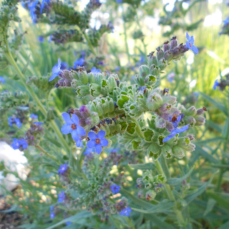 Cape Forget-Me-Not (Anchusa) - Thumbnail 3