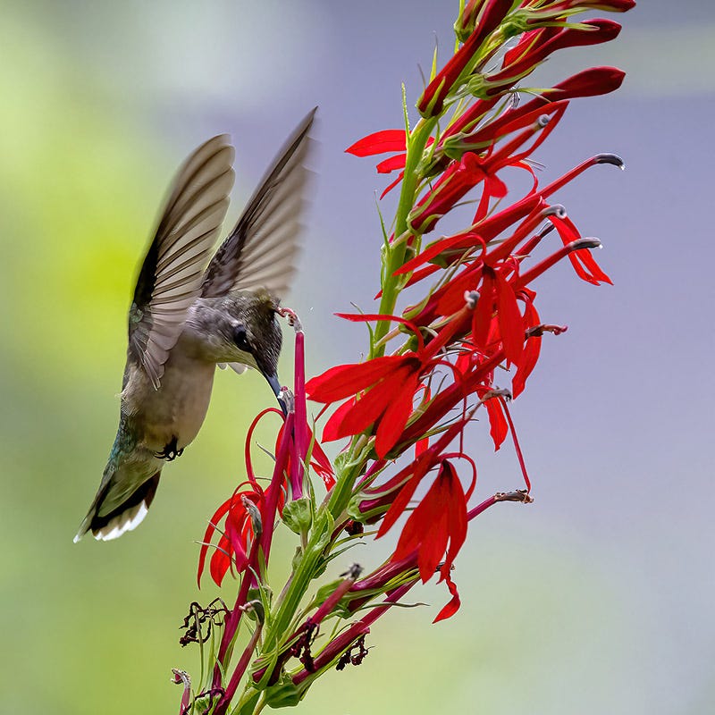 lobelia flower seeds Cardinal Flower Seeds, Lobelia cardinalis