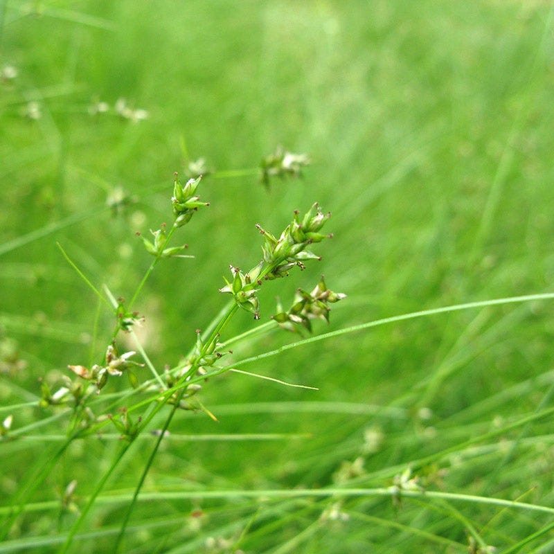 Appalachian Sedge