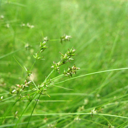 Appalachian Sedge