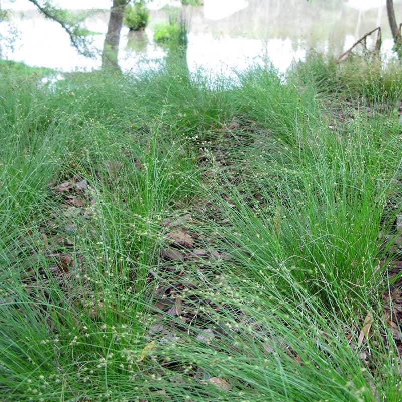 Appalachian Sedge - Thumbnail 3