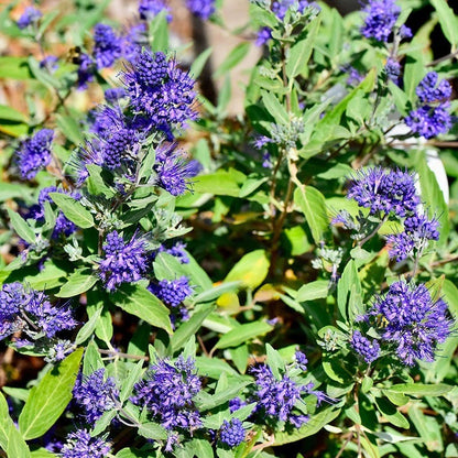 First Choice Caryopteris