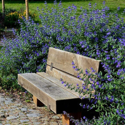 First Choice Caryopteris