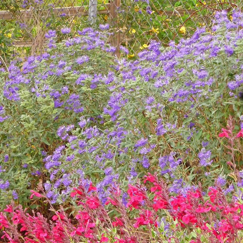 Dark Knight Caryopteris