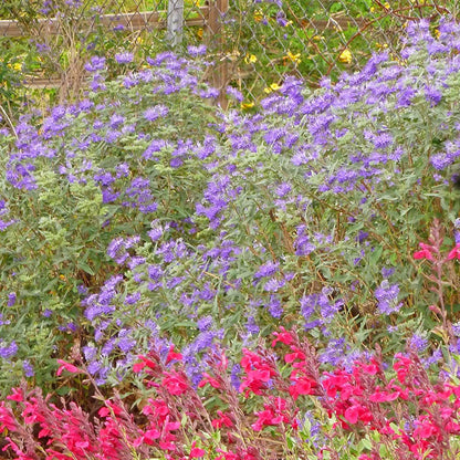 Dark Knight Caryopteris