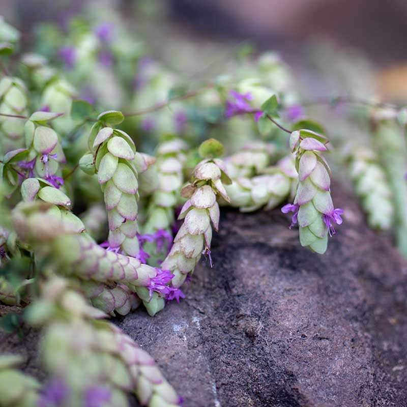 spider mites on plants indoors Origanum libanoticum, Cascading Ornamental Oregano