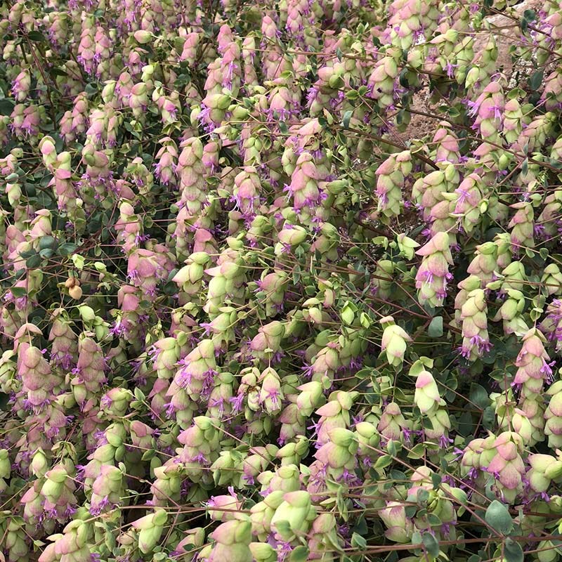 potted hop plants for sale near me Origanum libanoticum, Cascading Ornamental Oregano