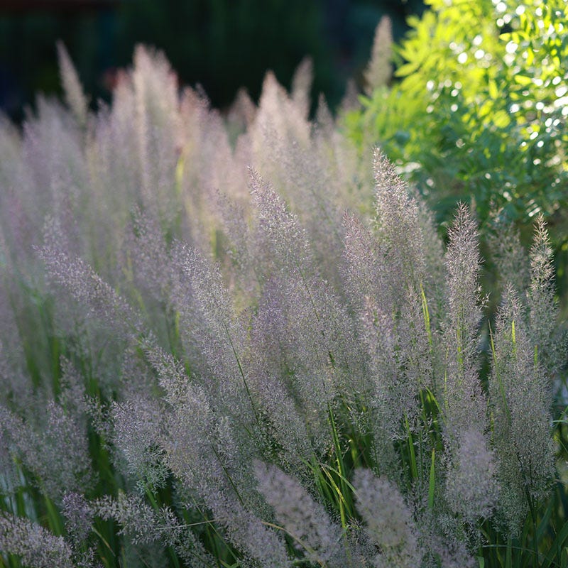 Caspian Feather Reed Grass, Calamagrostis brachytricha | High Country ...