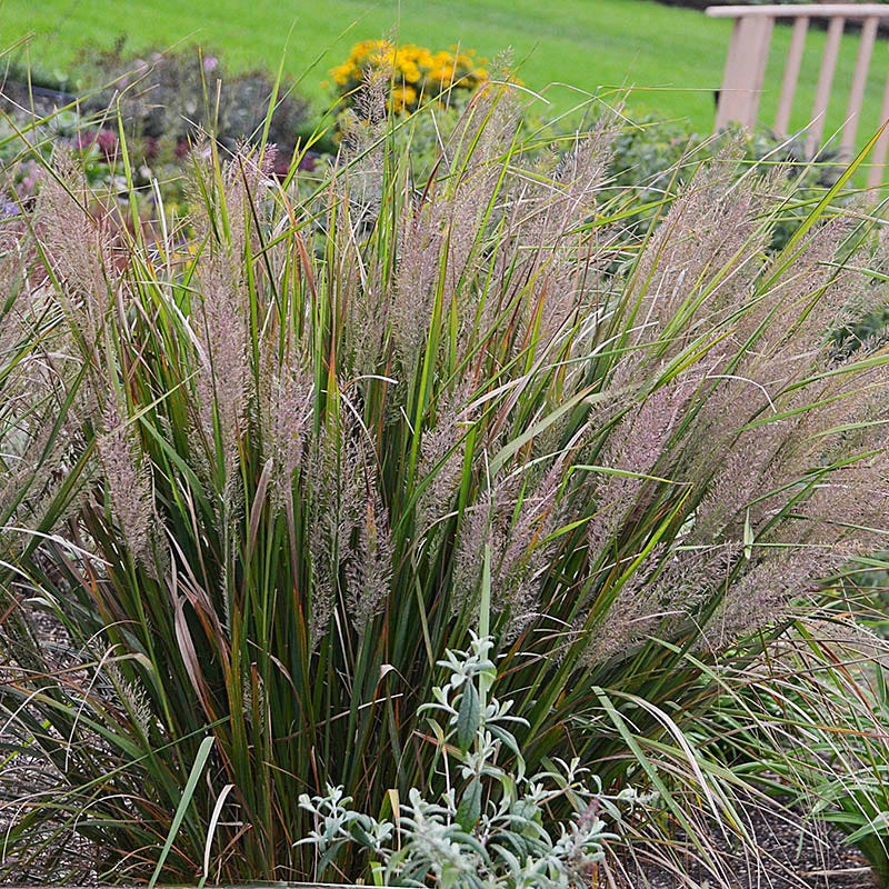 High Raised Grass Reeds Caspian Feather Reed Grass, Calamagrostis brachytricha | High Country ...