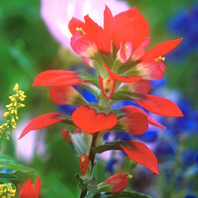 Indian Paintbrush Seeds (Castilleja)