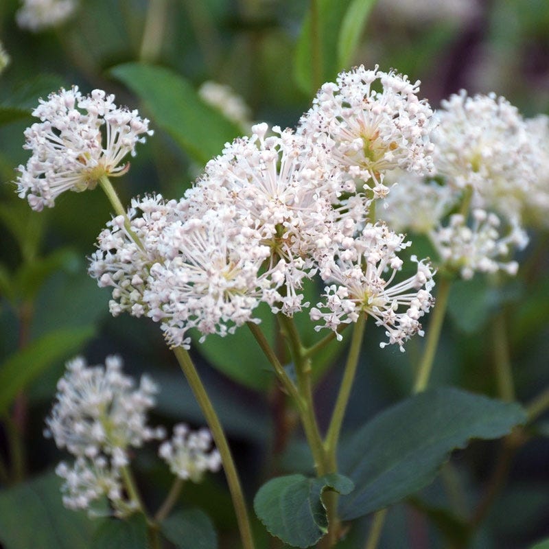 Native Mid-Atlantic Songbird Pre-Planned Garden