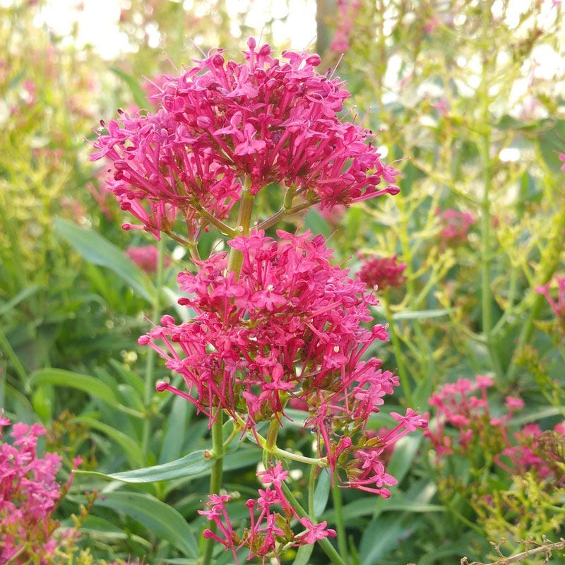 Rosy Trio Valerian Collection (Centranthus)