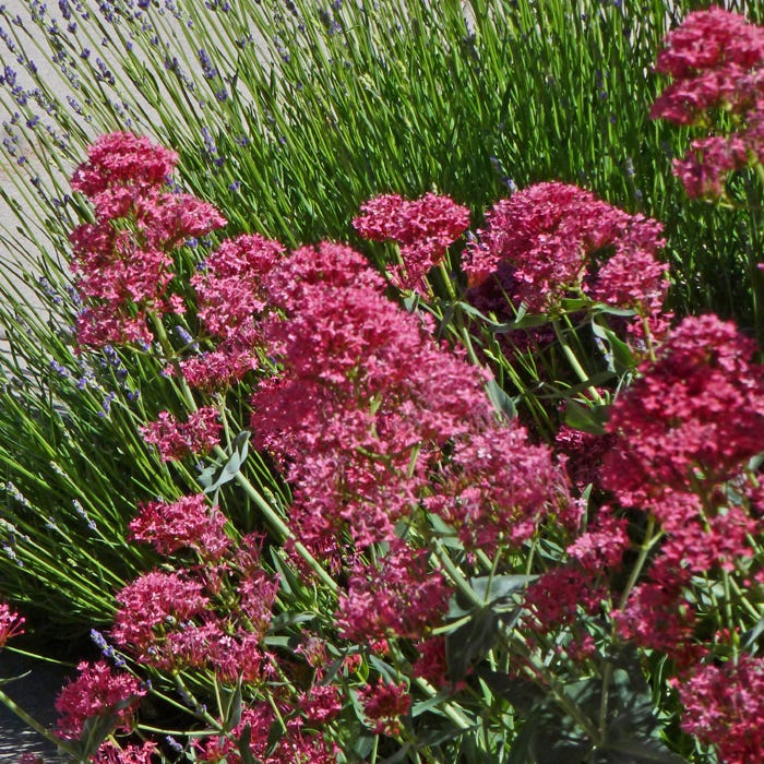 Pink Valerian (Centranthus)