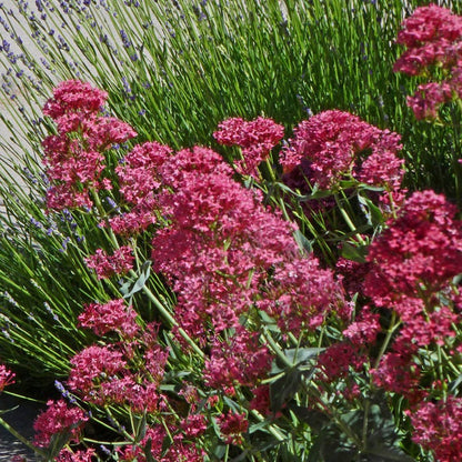 Pink Valerian (Centranthus)