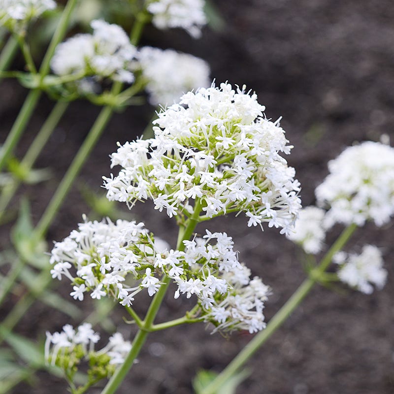 White Valerian (Centranthus)
