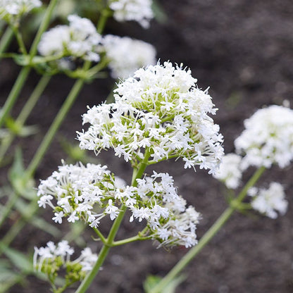 White Valerian (Centranthus)
