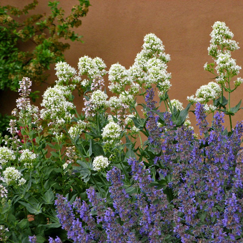 White Valerian (Centranthus)