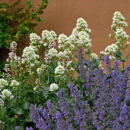 White Valerian (Centranthus)