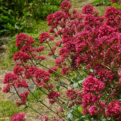Red Valerian (Centranthus)