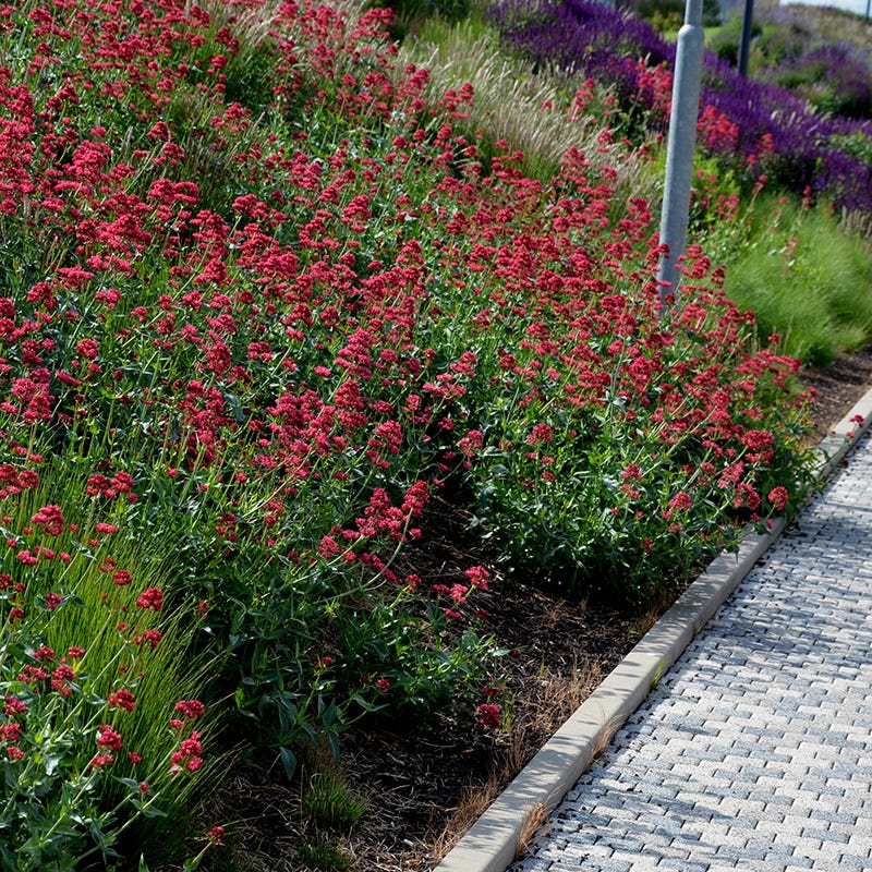 Red Valerian (Centranthus)