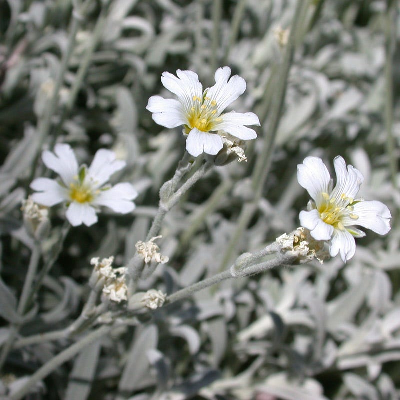 succulent ground cover with white flowers Jumbo Snow-in-Summer, Cerastium tomentosum