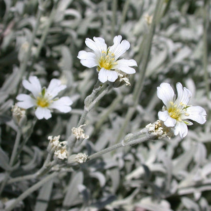Snow-in-Summer (Cerastium)