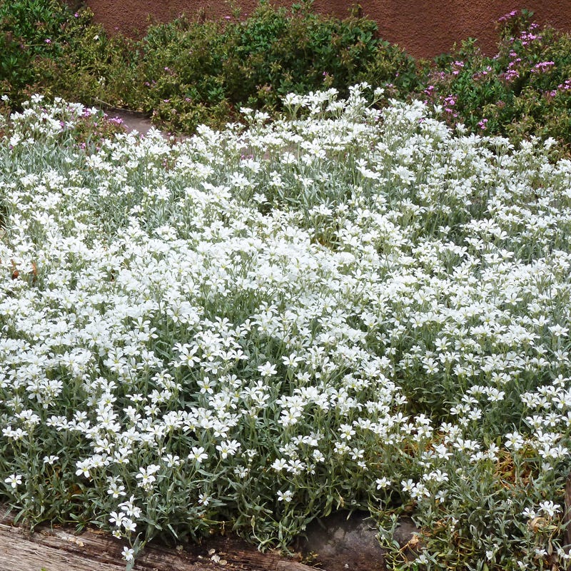 Snow-in-Summer (Cerastium)