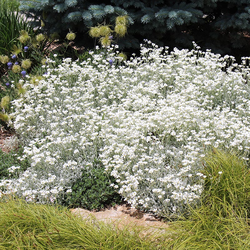 succulent ground cover with white flowers Quick Cover Collection