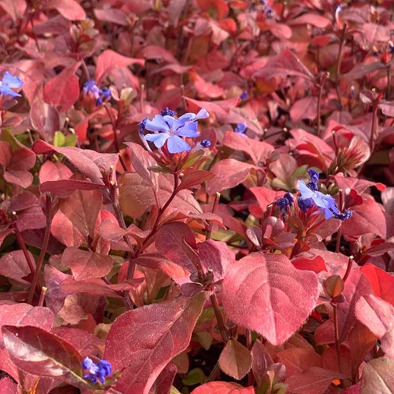 Hardy Plumbago (Ceratostigma)