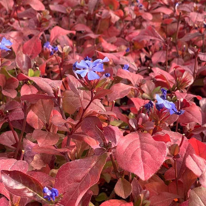 Hardy Plumbago (Ceratostigma)