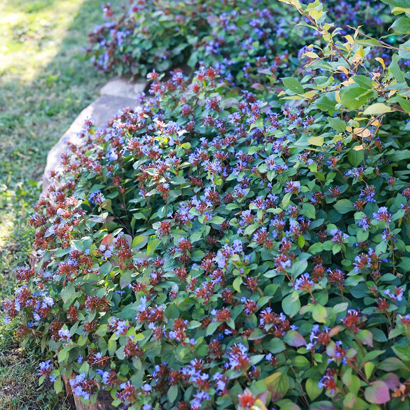 Hardy Plumbago (Ceratostigma)